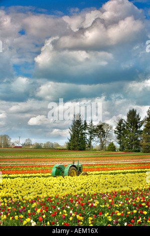 John Deer trattore in tulip depositata scarpa in legno Tulip Farm Woodburn Oregon Foto Stock