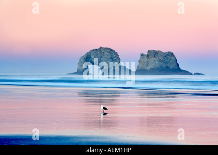 Seagul sulla spiaggia con Arch Rock Rockaway Beach Oregon Foto Stock