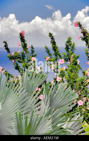 Hybiscus e Palm tree con ocean Giardino dell Eden Giardini Botanici Maui Hawaii Foto Stock