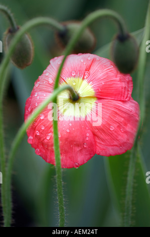 Papavero rosso Schreiner s Iris Gardens Oregon Foto Stock