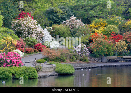 Stagno di oche e anatre nel laghetto con bloominmg rododendri a giardini di cristallo Portland Foto Stock