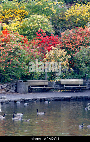 Stagno di oche e anatre nel laghetto con bloominmg rododendri e azalee al Crystal Gardens Portland Foto Stock