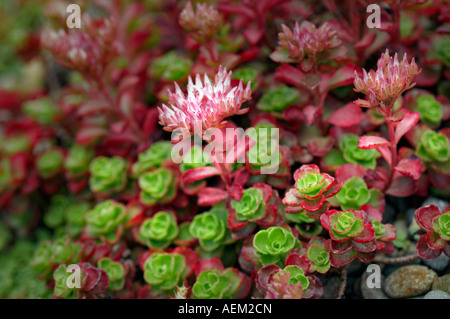 Rock succulente Sempervivum ibrido Giardino Oregon Oregon Foto Stock