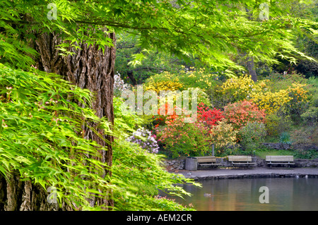 Stagno e delle anatre e oche in stagno con bloominmg rododendri e azalee al Crystal Gardens Portland Foto Stock