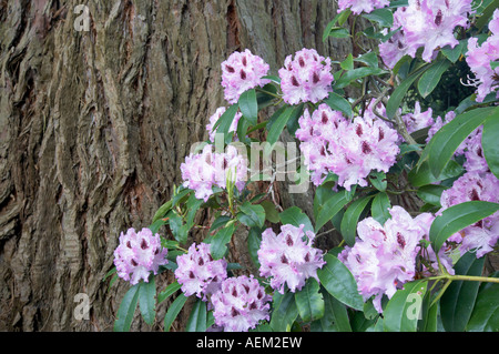 Rhododendron close up con albero di sequoia a vescovi vicino Portland Oregon Foto Stock