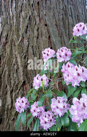 Rhododendron close up con albero di sequoia a vescovi vicino Portland Foto Stock