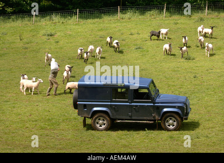 Un Allevatore ovino scattering in alimentazione ad un recente troncare gregge nel Gloucestershire Farm Regno Unito Foto Stock