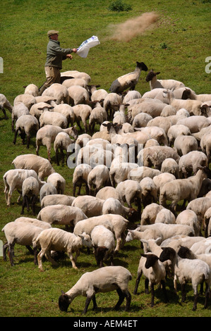 Un Allevatore ovino scattering in alimentazione ad un recente troncare gregge nel Gloucestershire Farm Regno Unito Foto Stock