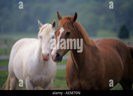 Ritratto di due purosangue cavalli da corsa in una nebbiosa pascolo in blue grass paese del Kentucky Foto Stock
