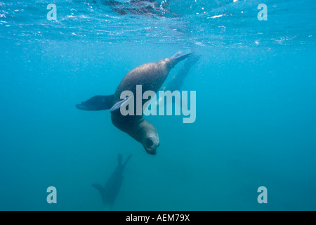 Argentina Chubut provincia Puerto Piramedes vista subacquea di leoni marini del sud Foto Stock