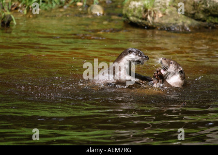 Due Lontra europea in acqua - lotta / Lutra lutra Foto Stock