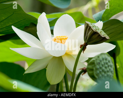 Bianco sacro fiore di loto con sementi pods Nelumbo nucifera Nelumbonaceae Foto Stock