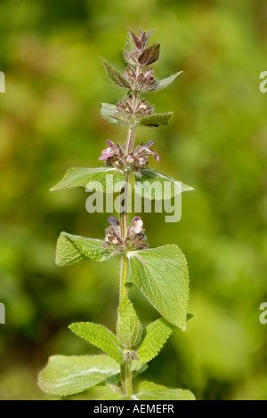 Calcare o Woundwort alpina Stachys alpina Foto Stock