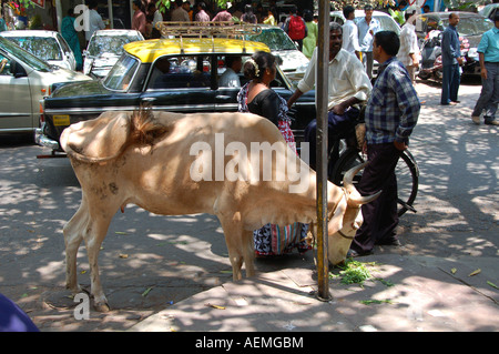 Mucca mangiare in strada in Mumbai, India Foto Stock