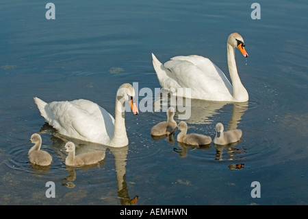 Cigni (Cygnus olor) giovane con cygnets sull'acqua Foto Stock