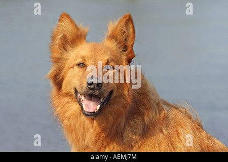 Harz Fox - Ritratto Foto Stock