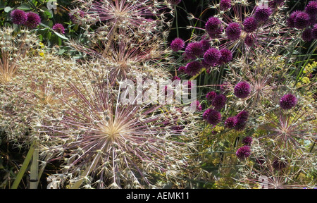 Allium Cristophii Foto Stock