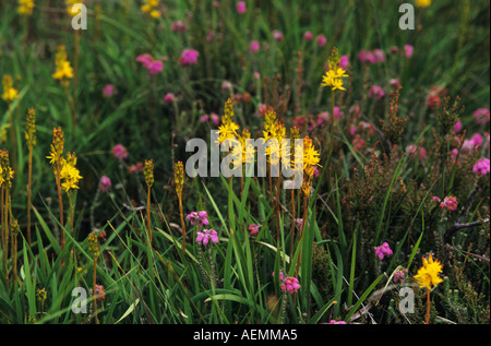 Bog Asphodel Narthecium ossifragum Foto Stock