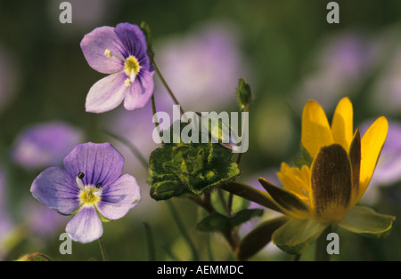 Snello Speedwell Veronica filiformis Foto Stock