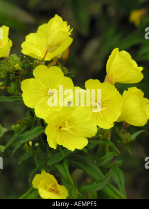 Orticoltura ENOTERA OENOTHERA FRUTICOSA Foto Stock