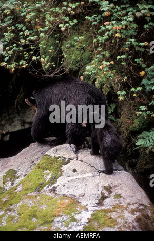 Black Bear Ursus americanus seminare con cub la cattura del salmone affumicato in Anan Creek Tongass National Forest southeast Alaska Foto Stock