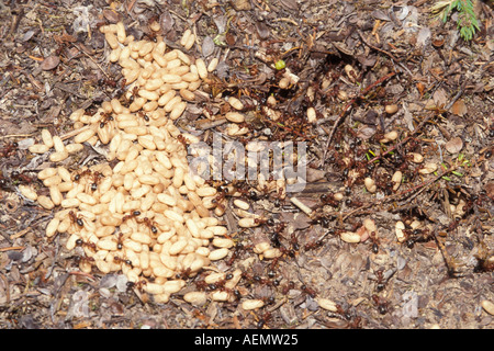 Formiche di paglia occidentali, formiche di formica oscure formiche o formiche rosse con larva penisola di Kenai, Alaska centro-meridionale Foto Stock