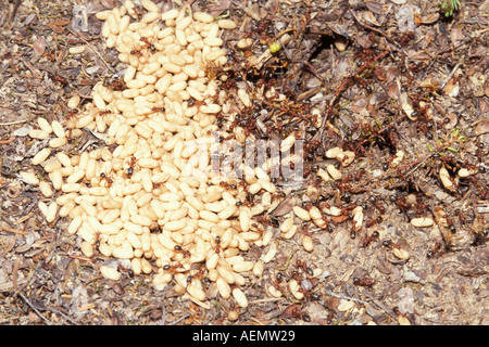 Western ricoprendo di paglia formiche Formica obscuripes o formiche rosse con la larva della Penisola di Kenai Alaska Foto Stock