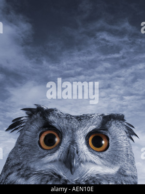 Chiusura del gufo reale Foto Stock