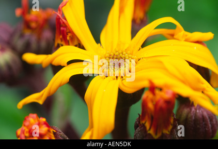 Fiori d'estate Ligularia d bellezza scura nel giardino Scotland Regno Unito Foto Stock
