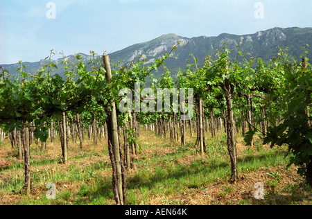 Il Pinot Noir vigne a Tilia cantina nel villaggio di Kukanje, Valle del Vipava, regione vinicola del litorale, Slovenia. Foto Stock