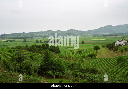 Vigneto. Vista su cantina Edi Simcic Rebula con vitigni. Brda, regione vinicola del litorale, Slovenia Foto Stock