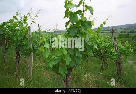 Vitigni Rebula in cantina Simcic Edi, Brda, regione vinicola del litorale, Slovenia Foto Stock