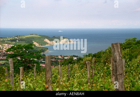 Vigneto. Vista sui vigneti del vino Refosco a cantina Rojac e il mare Adriatico, Koper, regione vinicola del litorale, Slovenia Foto Stock