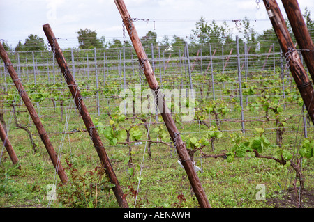 Vigneto. Nordlund, vigneto in Danimarca. Foto Stock