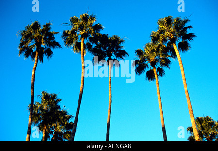 Palme Washingtonia robusta nel giardino dell'hotel palais salam taroudant Marocco africa Foto Stock