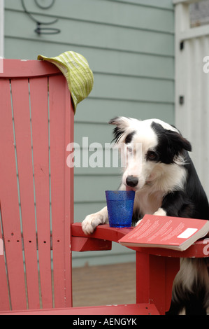 Un cane innocentemente disseta con i suoi maestri bere. Foto Stock