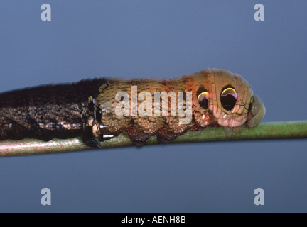 Caterpillar di Elephant Hawk Moth moulting Foto Stock