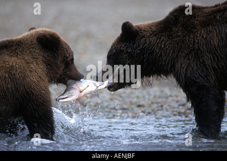 Orso bruno Ursus arctos orso grizzly Ursus horribils cub assume un colore rosa salmone dalla sua madre Katmai National Park in Alaska Foto Stock