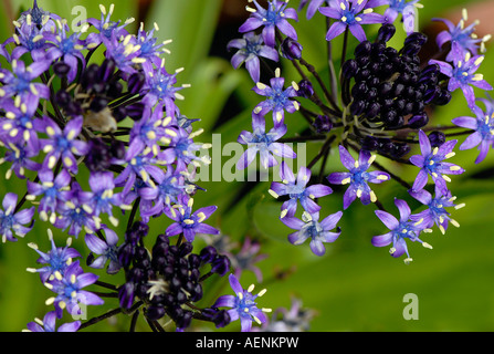 Peruviano Flowerheads squill Foto Stock