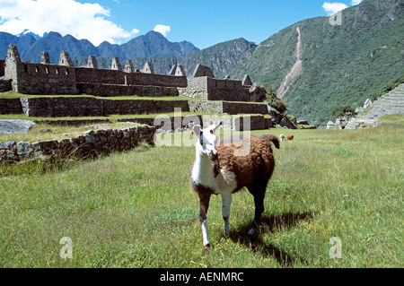 Llama e pietra terrazze, Machu Picchu, Perù Foto Stock
