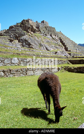 Llama e pietra terrazze, Machu Picchu, Perù Foto Stock