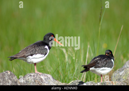 (Oystercatchers Haematopus ostralegus) appaiati in primavera. XBIS-397 Foto Stock