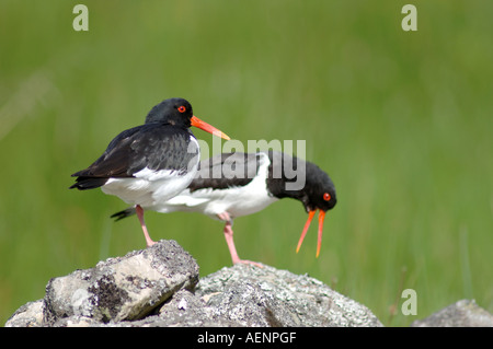 (Oystercatchers Haematopus ostralegus) appaiati in primavera. XBIS--620 Foto Stock