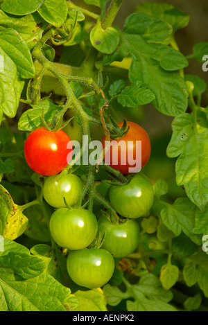Pomodori di ciliegia Foto Stock