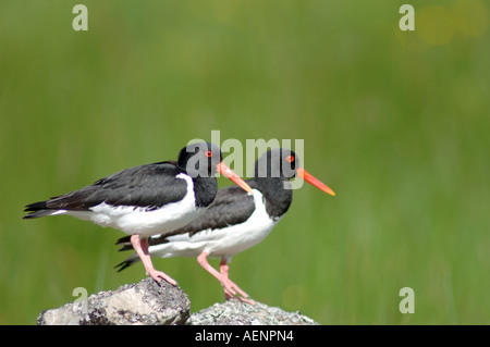 (Oystercatchers Haematopus ostralegus) appaiati in primavera. XBIS--62 5 Foto Stock