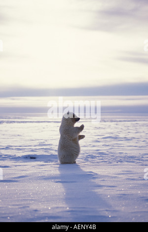 Orso polare Ursus maritimus cub in piedi e sventola sulla banchisa 1002 pianura costiera Arctic National Wildlife Refuge Alaska Foto Stock