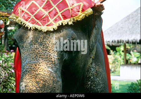 Testa di elefante, Riverside Giardino di Rose, Sampran Nakorn Pathom, vicino a Bangkok, in Thailandia Foto Stock