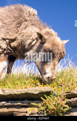 Dh Farm Museum CORRIGALL ORKNEY North Ronaldsay pecore tappeto erboso mangiare erba sul tetto scottish rari allevati al pascolo Foto Stock