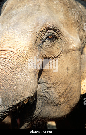 Testa di elefante, Mae Ping Elephant Training Camp, Mae Ping, vicino a Chiang Mai, Thailandia Foto Stock