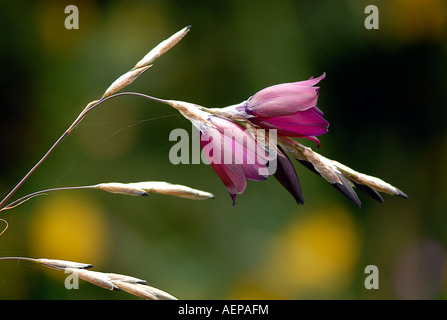 Un unico fiore Dierama - Angeli canna da pesca Foto Stock